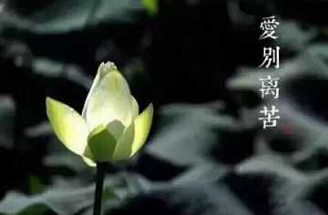 人生八苦都是哪八苦
