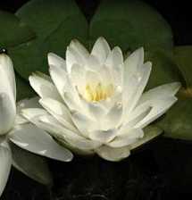 我执