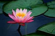 https://m.xinjingjy.com/fxztqt/sadhls/183060.html