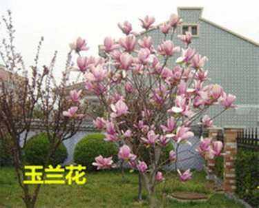 椤严咒感应