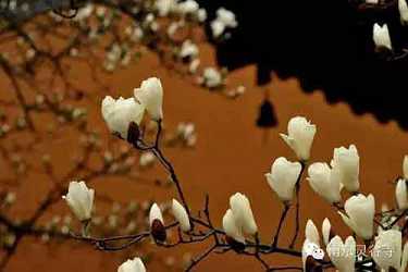 邓来送讲药师经