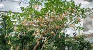 元音老人对药师佛和药师咒的开示