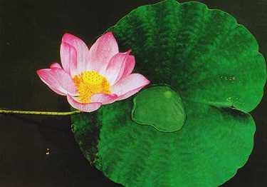 瑜伽师地论神通