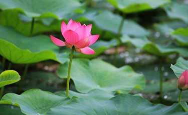 药师经十二大愿解释