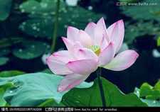 大吉祥天女咒回向文