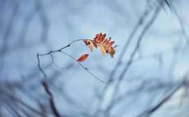 好将一点红炉雪 散做人间照夜灯
